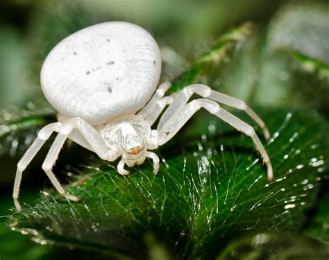 pure white spider uk.